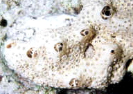  Crella (Grayella) cyathophora (Encrusting White Sponge)